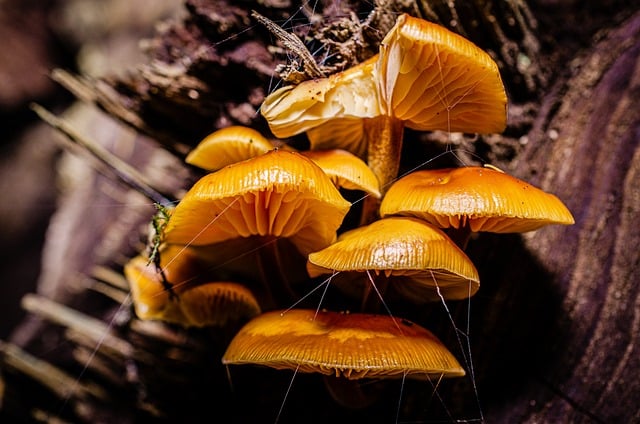 mushroom gummies