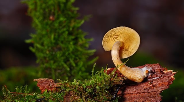 mushroom gummies