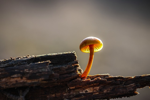 mushroom gummies