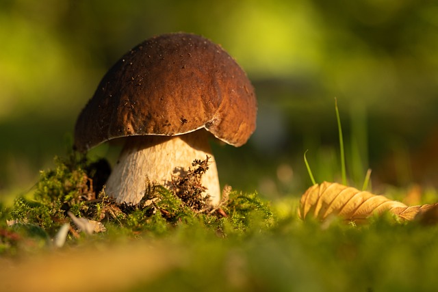 mushroom gummies