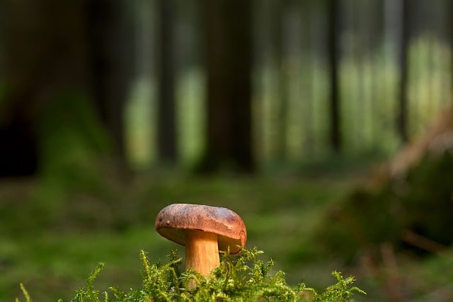 mushroom gummies