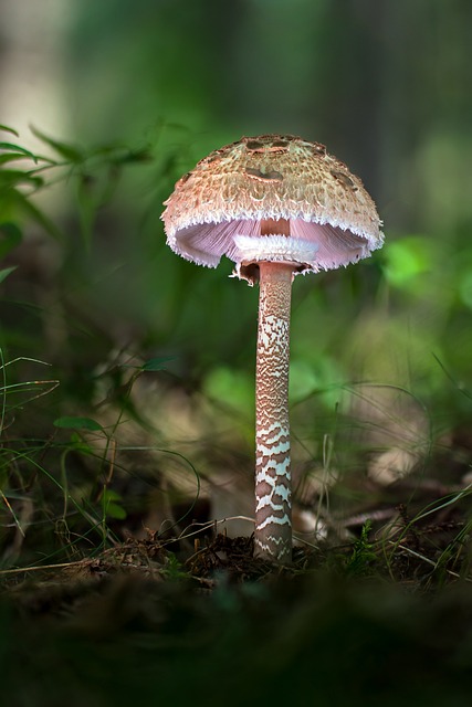 mushroom gummies