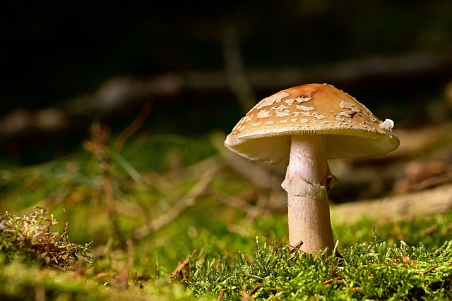 mushroom gummies