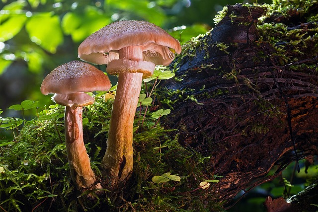 mushroom gummies