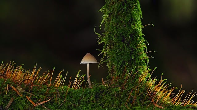 mushroom gummies