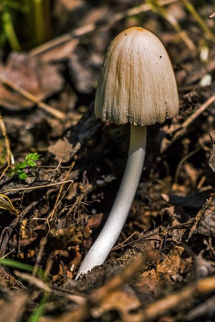 mushroom gummies