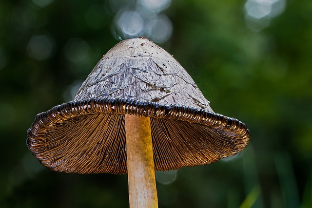 mushroom gummies