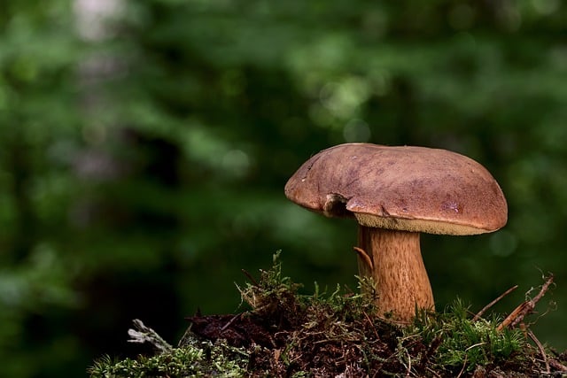 mushroom gummies