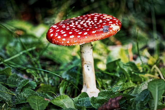 mushroom gummies