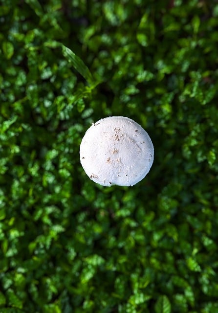 mushroom gummies