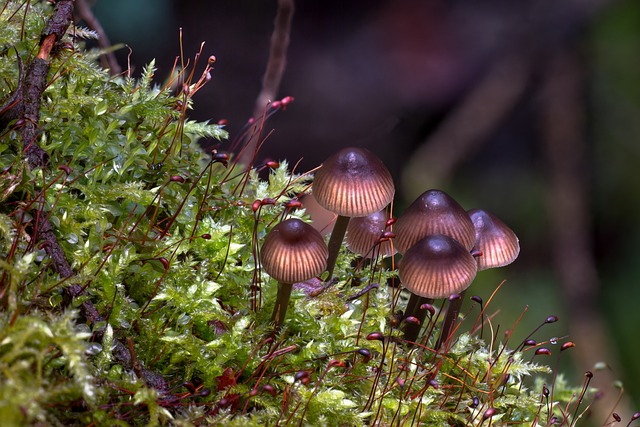 mushroom gummies