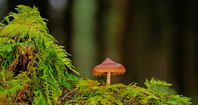 mushroom gummies