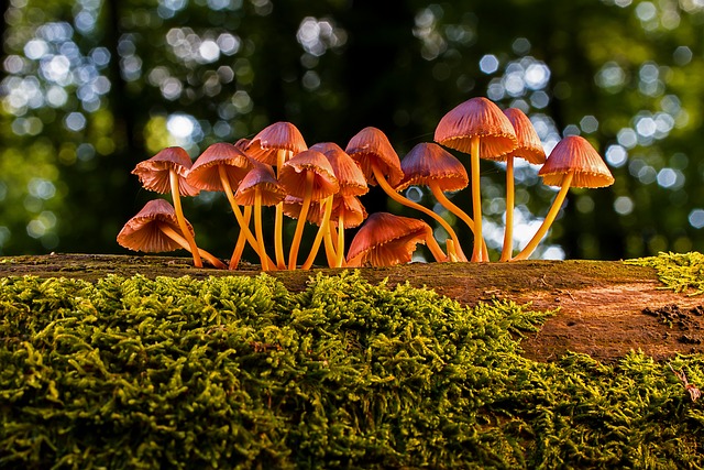 mushroom gummies