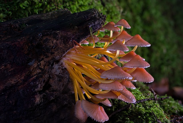 mushroom gummies