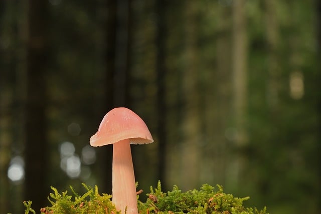 mushroom gummies