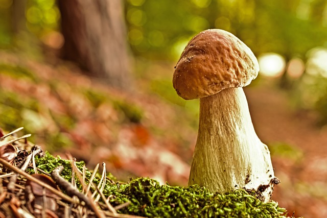 mushroom gummies