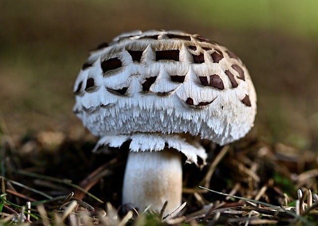 mushroom gummies