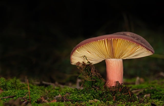 mushroom gummies