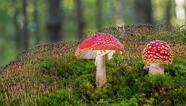 mushroom gummies