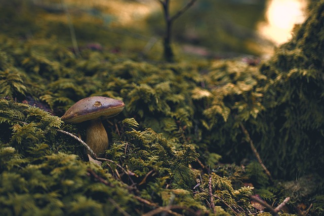 mushroom|coffee