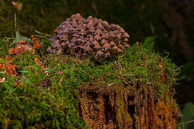 mushroom|coffee