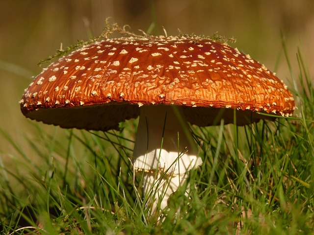 mushroom|coffee