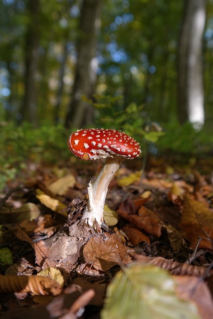 mushroom|coffee