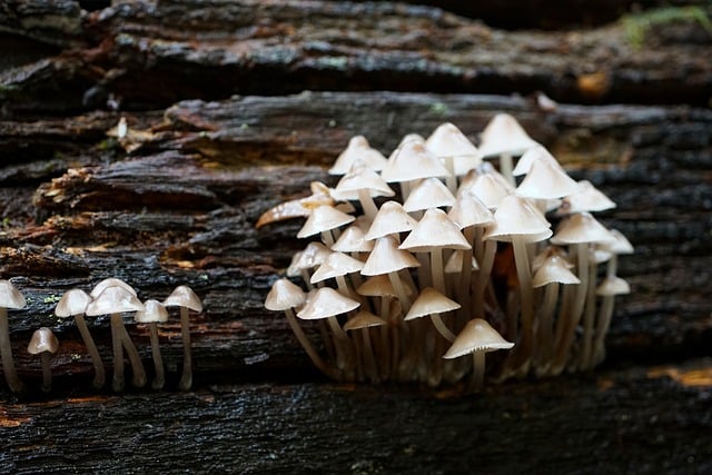 mushroom|coffee