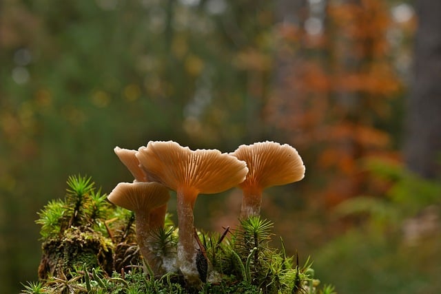 mushroom|coffee