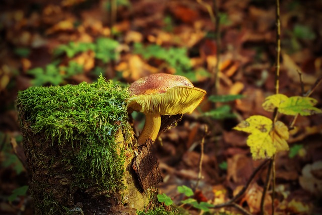 mushroom|coffee