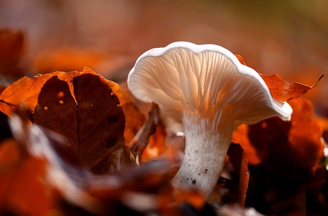 mushroom|coffee