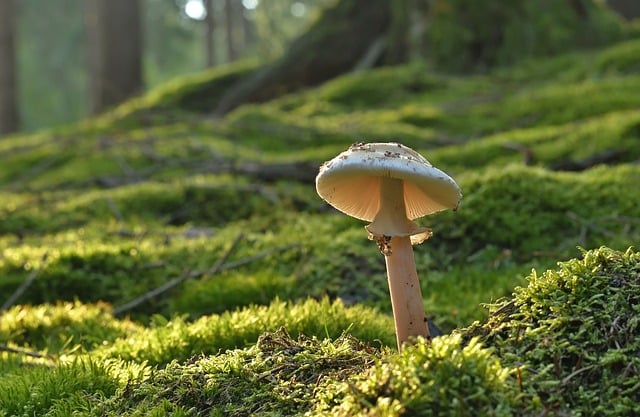 mushroom|coffee