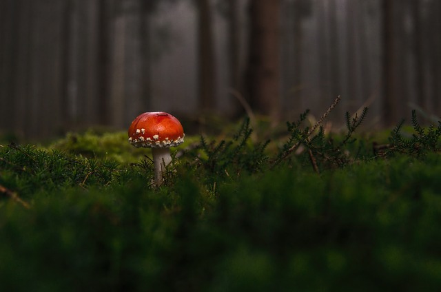 mushroom|coffee