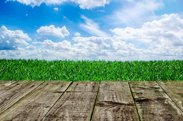 lawn-care-640x480-69446871.jpeg