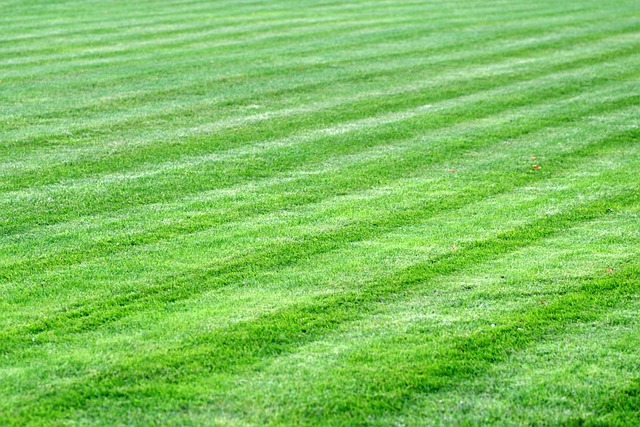 lawn-care-640x480-24864001.jpeg