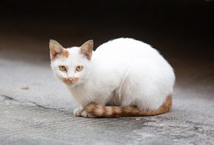 pet-sitting-640x480-44661457.jpeg