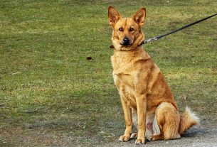 pet-sitting-640x480-87238352.jpeg