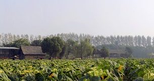 chinese-houses-640x480-40823615.jpeg