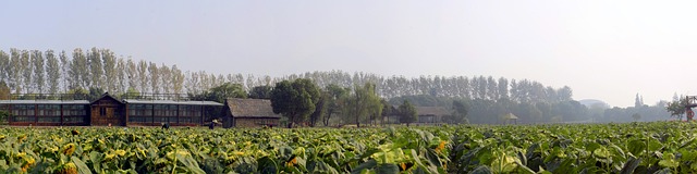 chinese-houses-640x480-40823615.jpeg