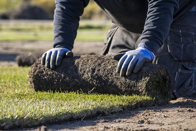 lawn-care-640x480-5322979.jpeg