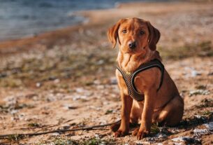 pet-sitting-640x480-61828031.jpeg