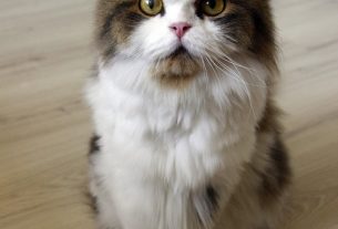 pet-sitting-640x480-72580030.jpeg