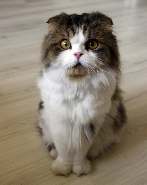pet-sitting-640x480-72580030.jpeg