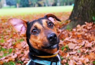 pet-sitting-640x480-92211652.jpeg