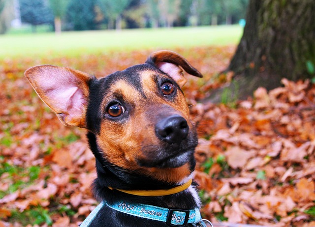 pet-sitting-640x480-92211652.jpeg