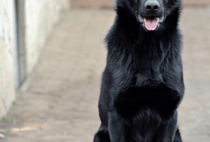 pet-sitting-640x480-97756075.jpeg