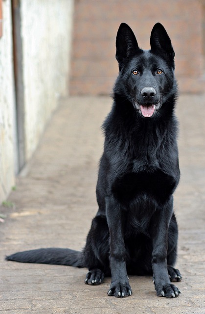 pet-sitting-640x480-97756075.jpeg