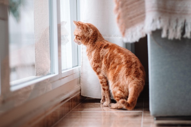 pet-sitting-640x480-12187879.jpeg