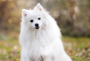 pet-sitting-640x480-13748741.jpeg