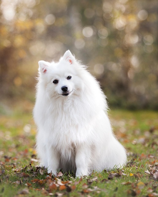 pet-sitting-640x480-13748741.jpeg